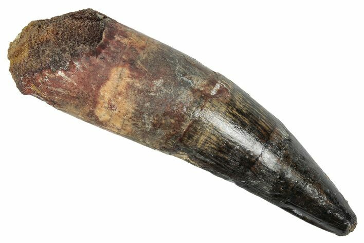 Fossil Spinosaurus Tooth - Real Dinosaur Tooth #348602